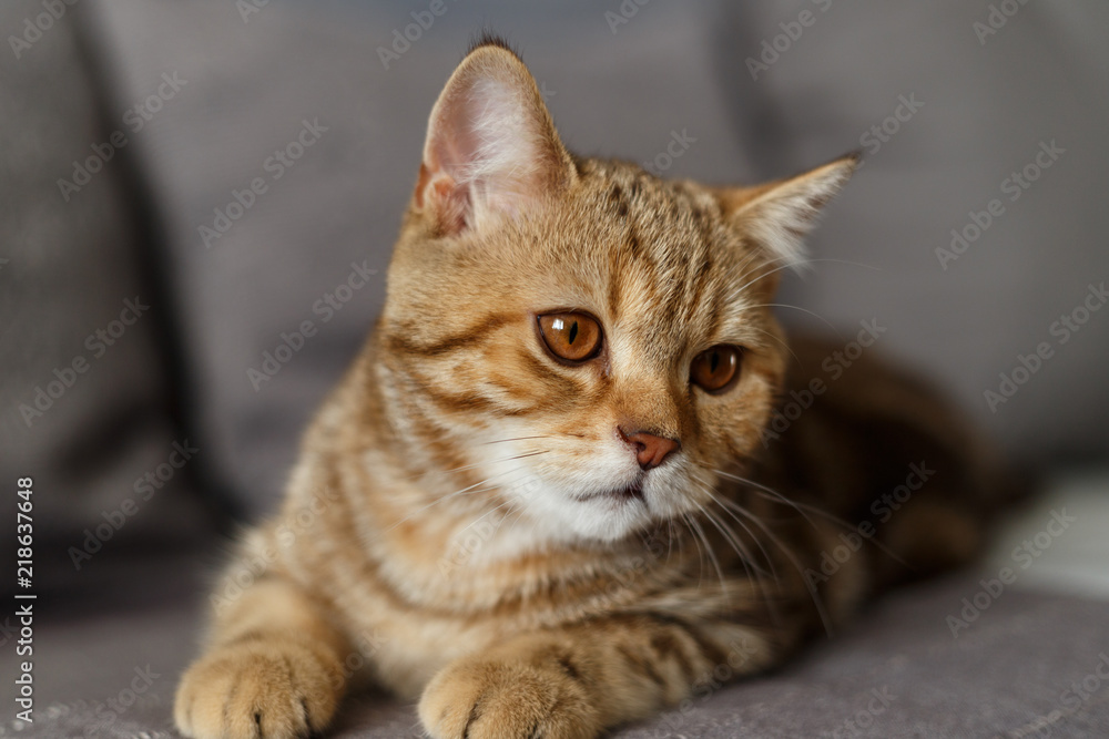 Portrait cute of a kitten Scottish Straight. Scottish cat golden marble