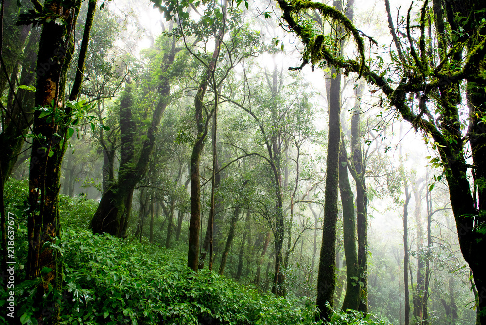 Fototapeta premium Rain forest with trees