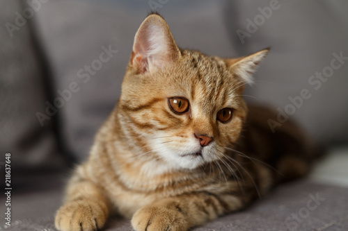 Portrait cute of a kitten Scottish Straight. Scottish cat golden marble