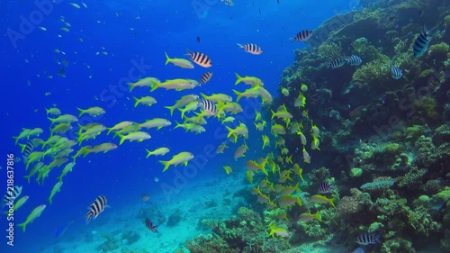 Tropical Fish on Vibrant Coral Reef