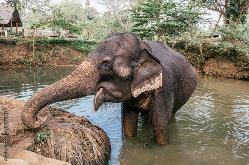 elephant in captivity bathing with chains photo