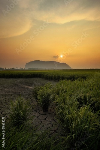 View of paddy fields,mountain during sunset. photo
