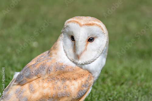 Barn Owl