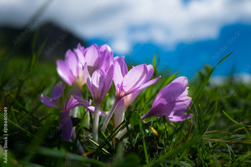 Crocus flower Crocus flower