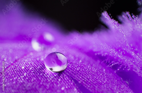 A beautiful abstract violet background with two dew drops on feather bird close up macro