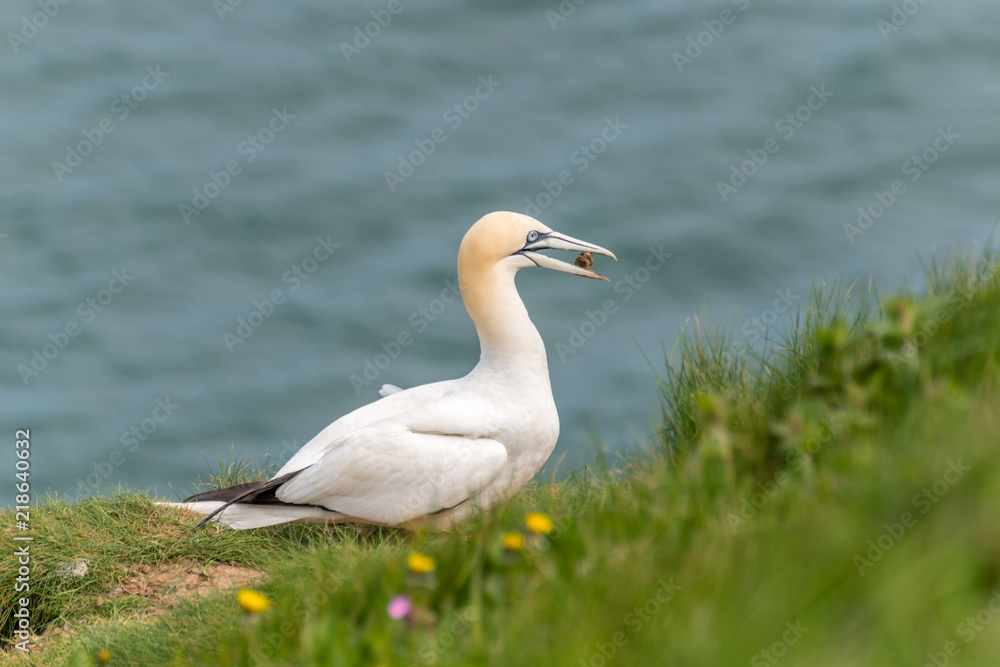 Gannets at Bempton Cliffs Gannets at Bempton Cliffs