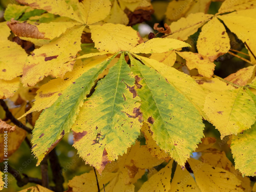 Les feuilles aux couleurs d'automne Les feuilles aux couleurs d'automne