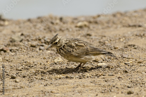 Cochevis huppé,.Galerida cristata, Crested Lark photo