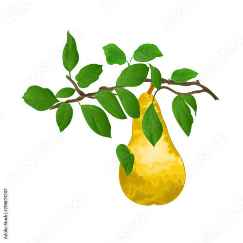 Branch of pears with yellow ripe pear and leaves on white autumn background watercolor vitage vector  illustration editable hand draw