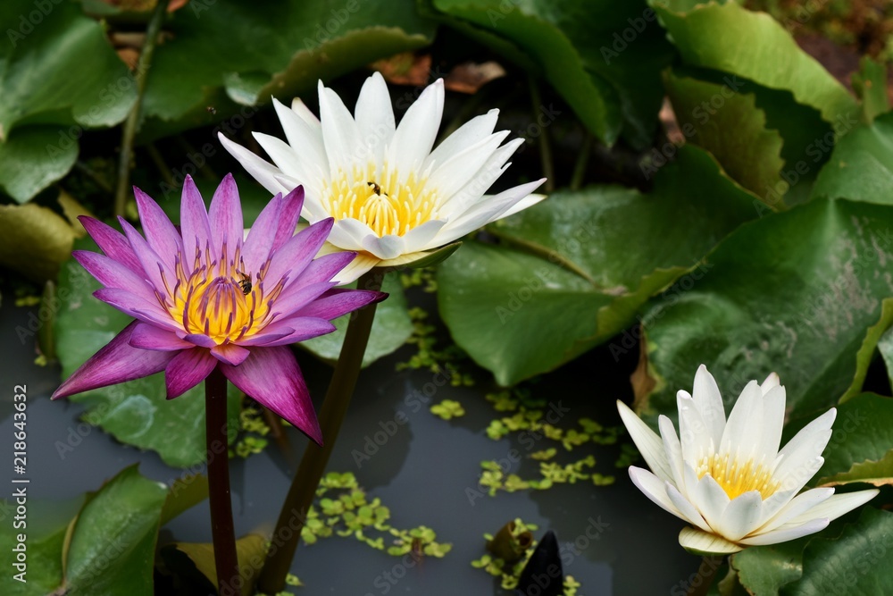 purple and white lotus in water purple and white lotus in water