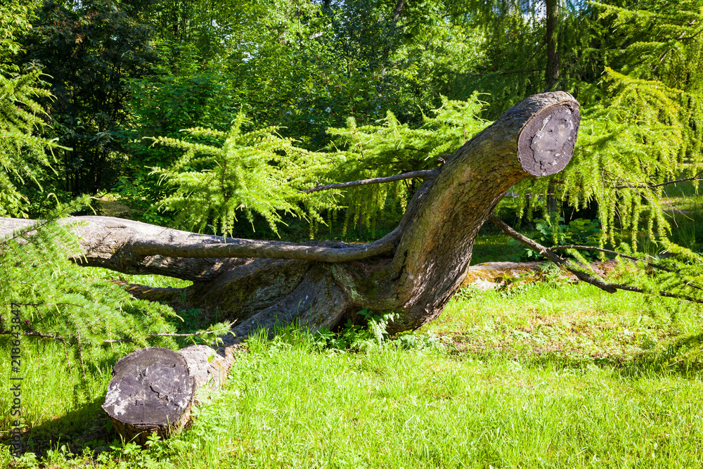 Obraz premium Old tree trunk in the Park