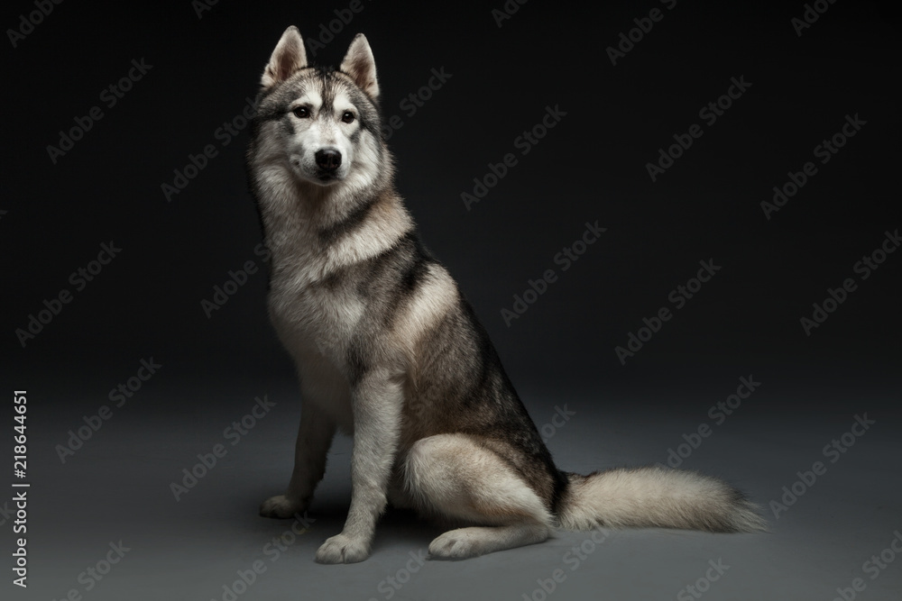Fototapeta premium Huskey dog portrait in studio