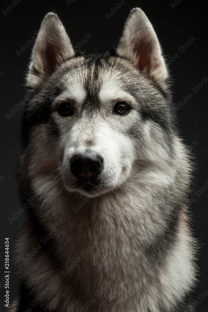 Huskey dog portrait in studio Huskey dog portrait in studio