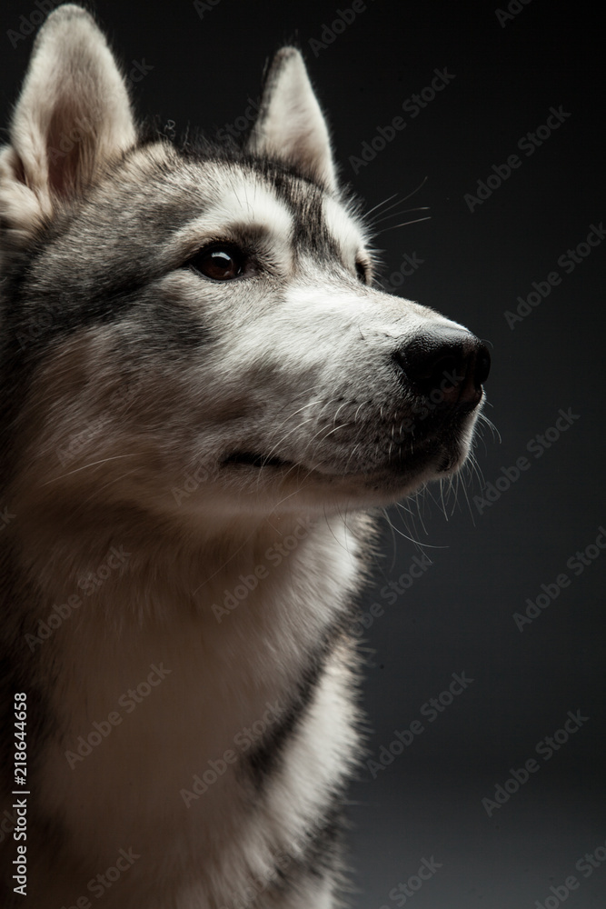 Fototapeta premium Huskey dog portrait in studio