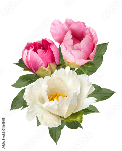 pink and white peony flowers bouquet isolated
