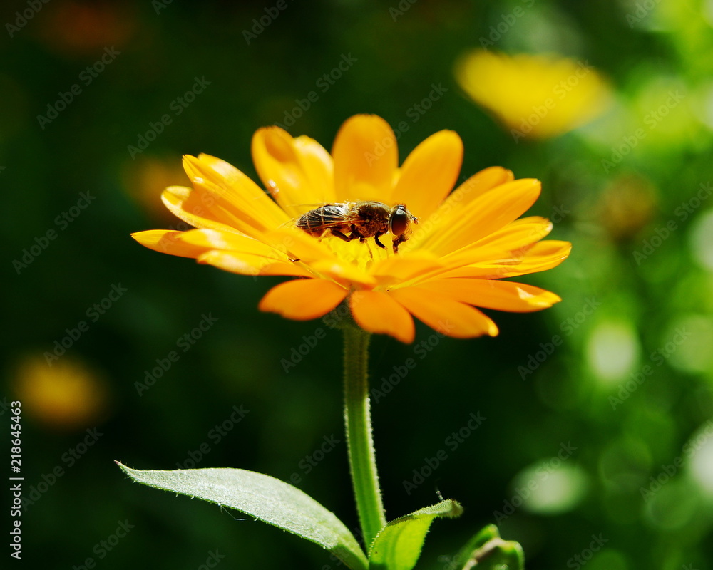 Fly sits in yellow bright flower on green background Fly sits in yellow bright flower on green background