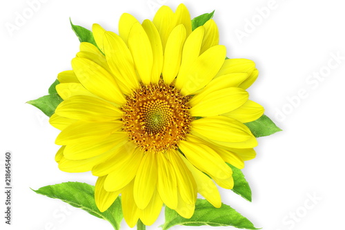 Fototapeta Naklejka Na Ścianę i Meble -  summer blossoming sunflower isolated on white background