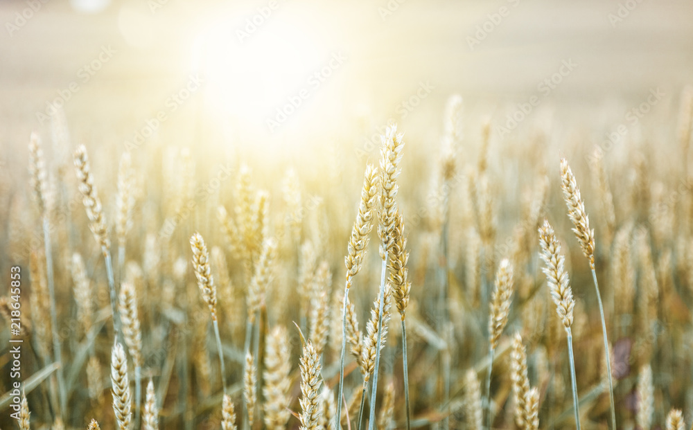 Fototapeta premium Beautiful yellow wheat field in vintage style, autumnal nature, countryside, crop cultivation, dry rye stems, harvest season, healthy nutrition concept