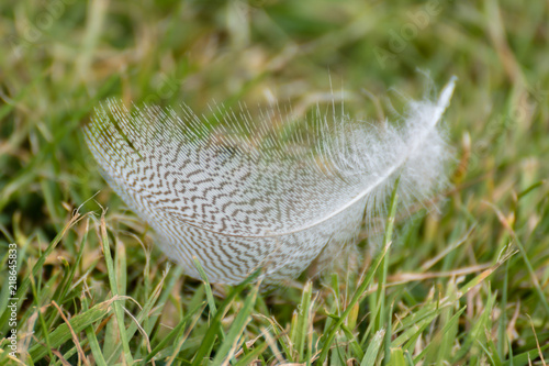 Feather on Grass © Ian