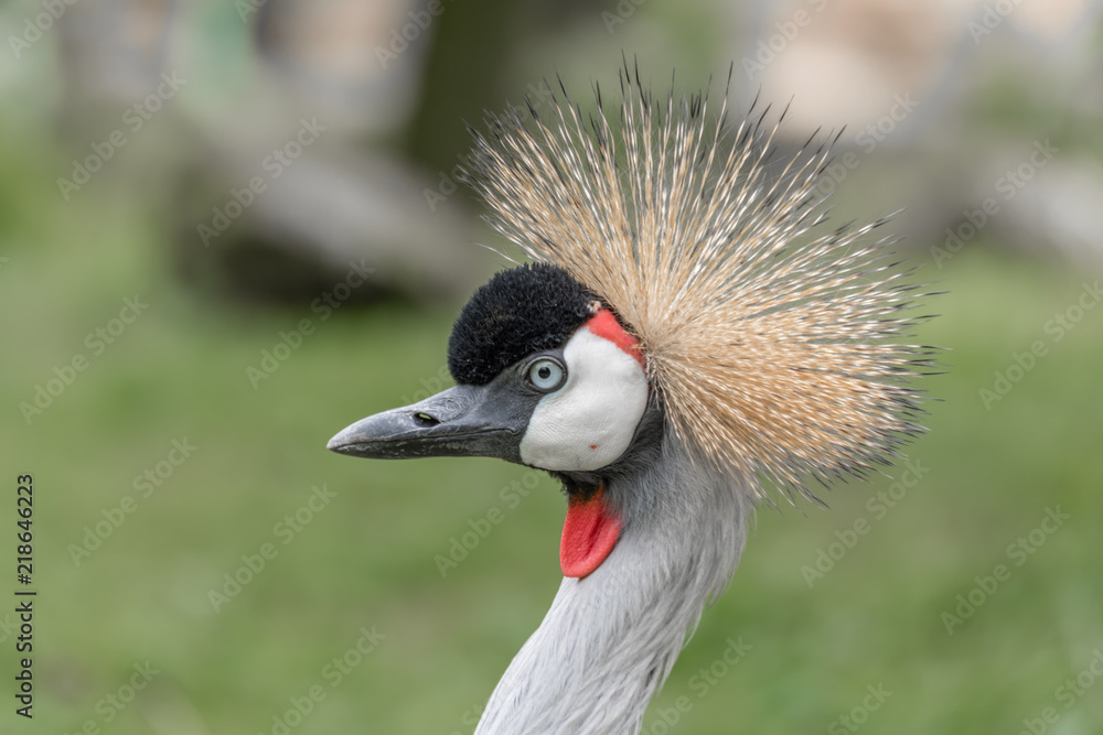 Fototapeta premium Grey Crowned Crane