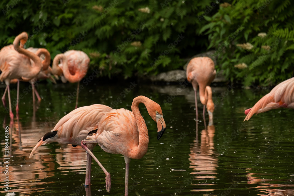 Pink Flamingos