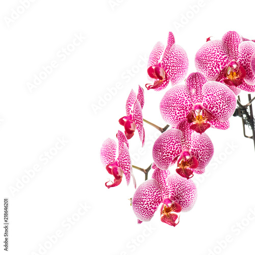 Orchid flower isolated white background