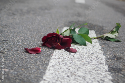 lonely broken rose lies on the pavement