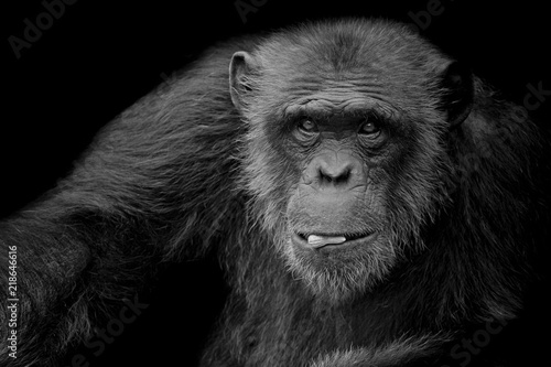Black and White cute Chimpanzee hold peanut in his mouth on black background