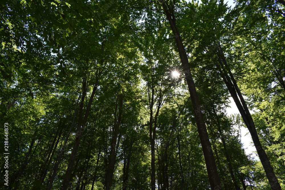 Forest Light