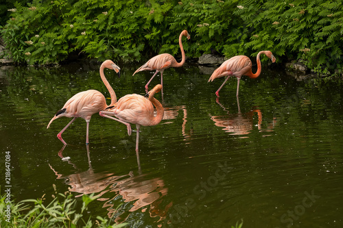 Pink Flamingos