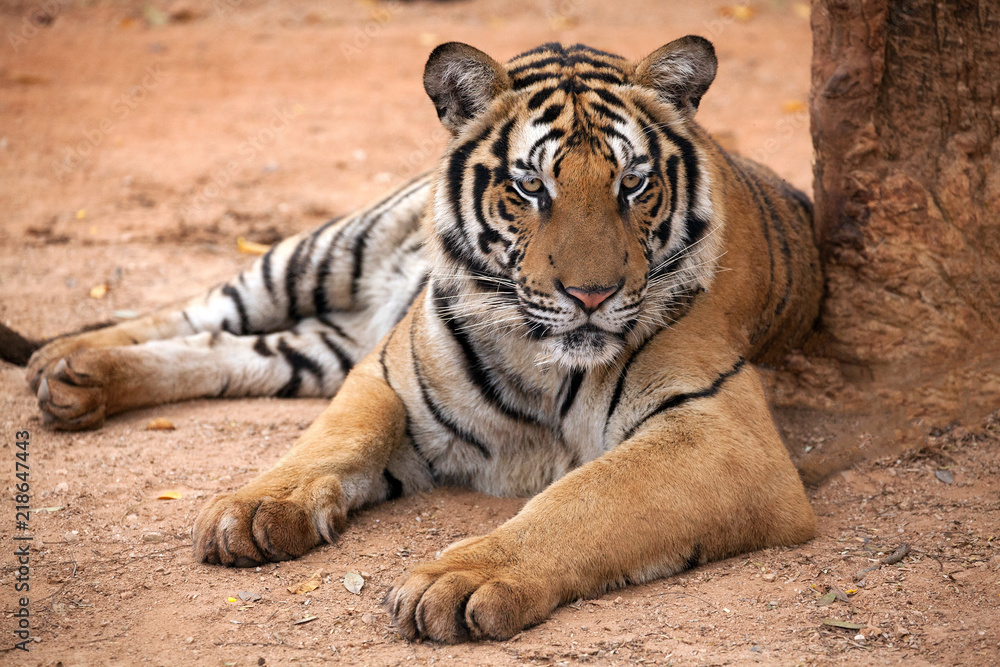 Obraz premium Tiger action