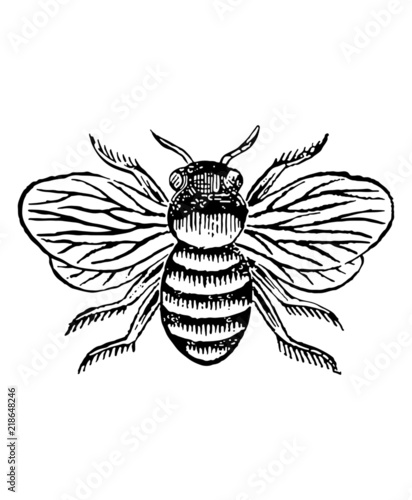 A vintage wasp illustration isolated on a white background (ID: 218648246)