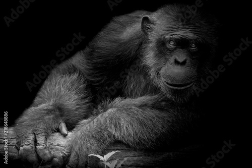 Black and White Cute Chimpanzee smile and catch big branch and look straight to front of him on black background