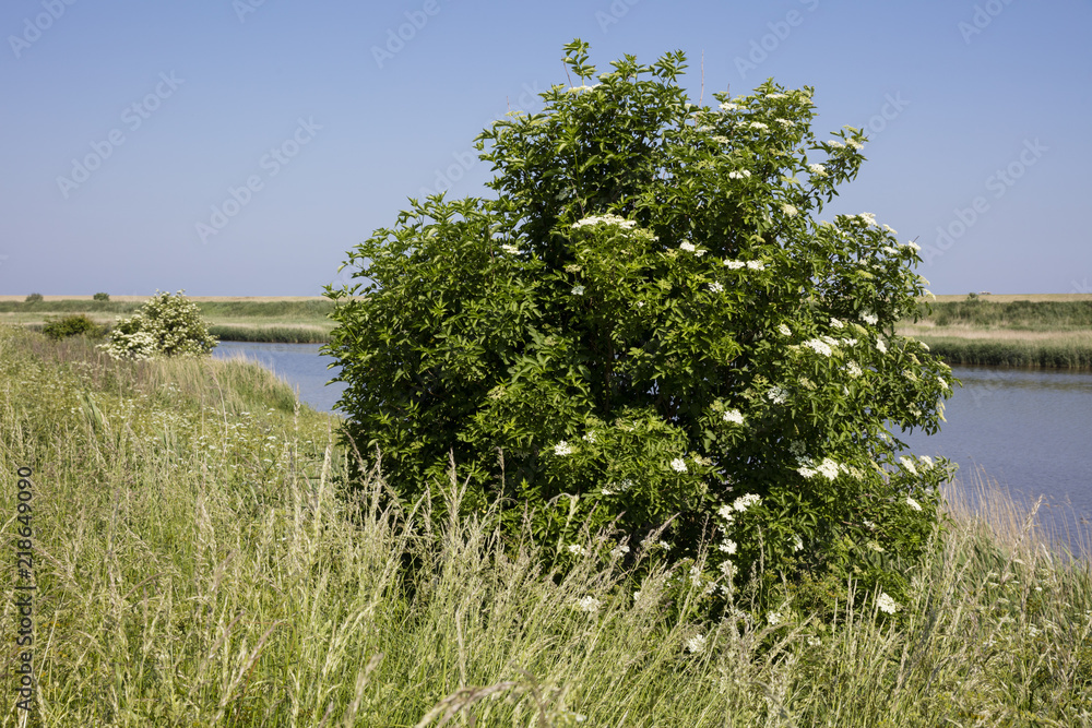 Wacholderbusch, (Juniperus), Leyhörner Sieltief, Greetsiel, Leybucht, Krummhörn,Ostfriesland, Niedersachsen, Deutschland, Europa