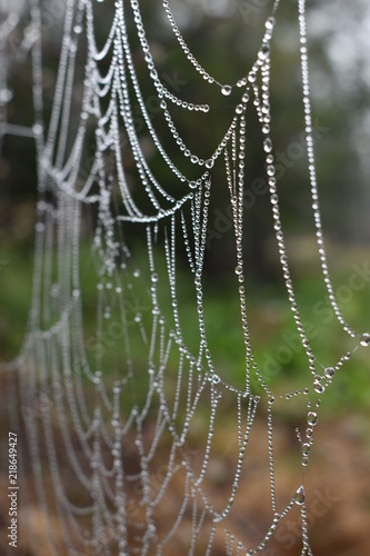 mprning dew spider web