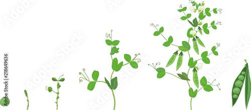 Life cycle of pea plant. Stages of pea growth from seed and sprout to adult plant with fruits