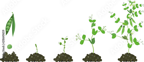 Life cycle of pea plant. Stages of pea growth from seed and sprout to adult plant with fruits