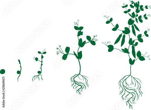 Life cycle of pea plant. Stages of pea growth from seed and sprout to adult plant with fruits