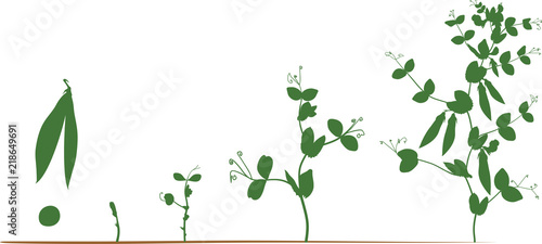 Life cycle of pea plant. Stages of pea growth from seed and sprout to adult plant with fruits