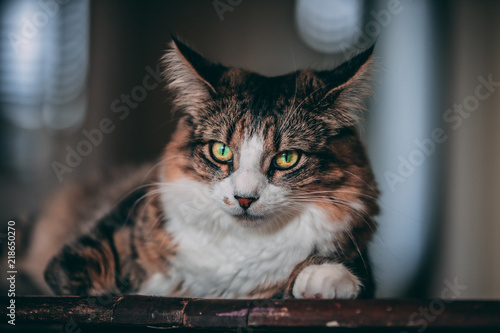 A tabby and white cat lays on top of a wooden table