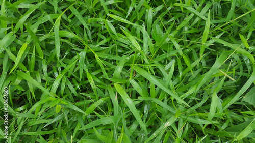 Fresh green grass 