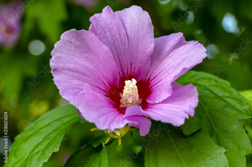 hibiscus