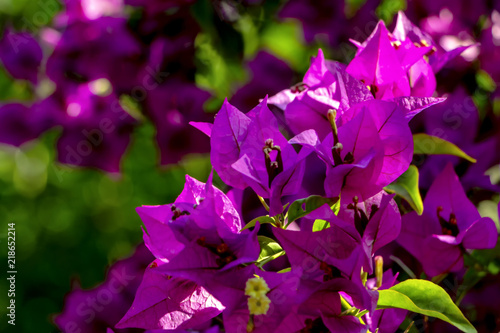 bougainvillier photo