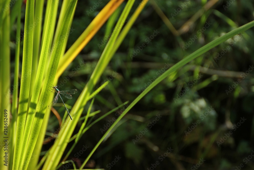 Gemeine Weidenjungfer (Chalcolestes viridis) an Schwertlilie
