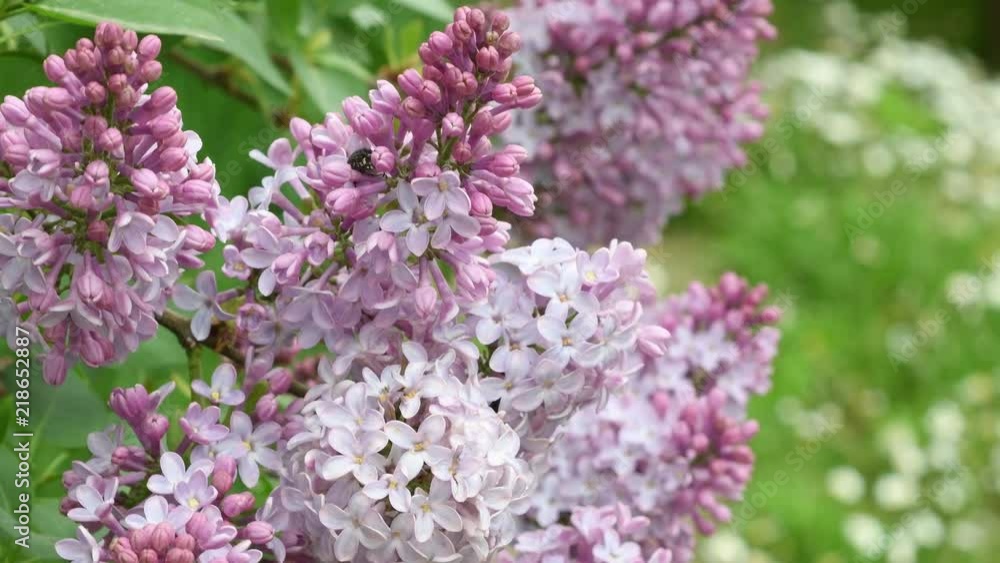 close up of lilac flowers during the spring season close up of lilac flowers during the spring season
