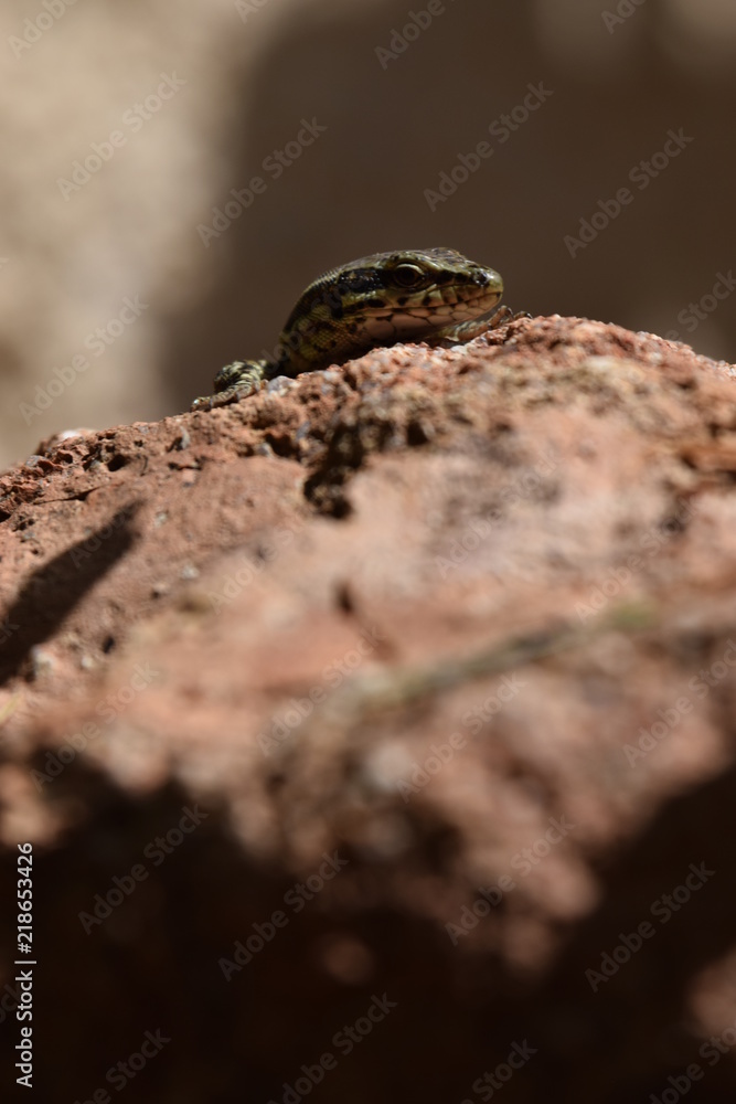 lézard sur un rocher lézard sur un rocher