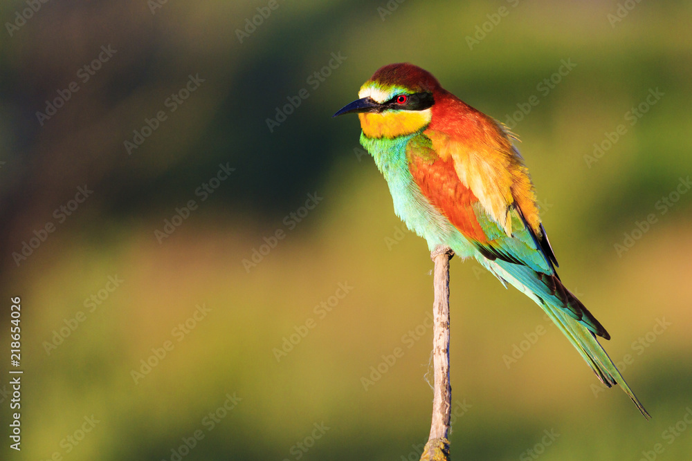 Obraz premium exotic colored bird sits on a thin branch