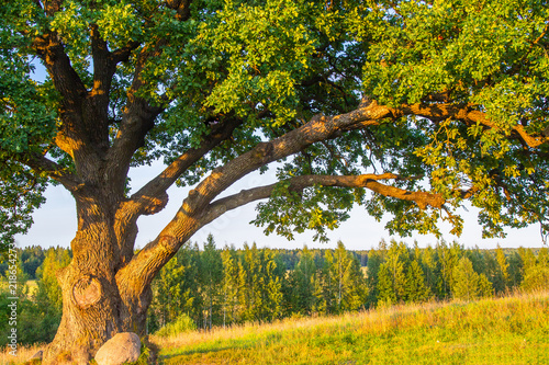 An old oak. A big tree. The...