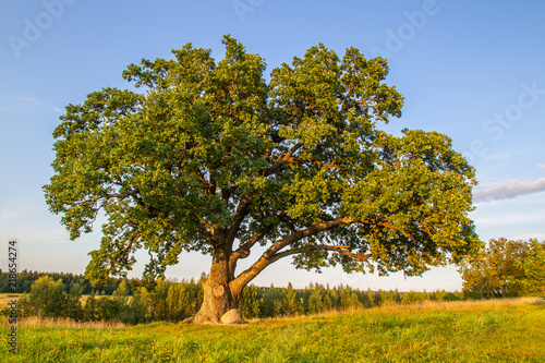 An old oak. A big tree. The...