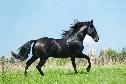 Beautiful black stallion
